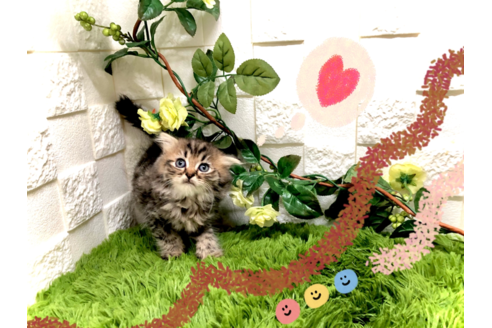成約済の埼玉県のスコティッシュフォールド-34655の3枚目